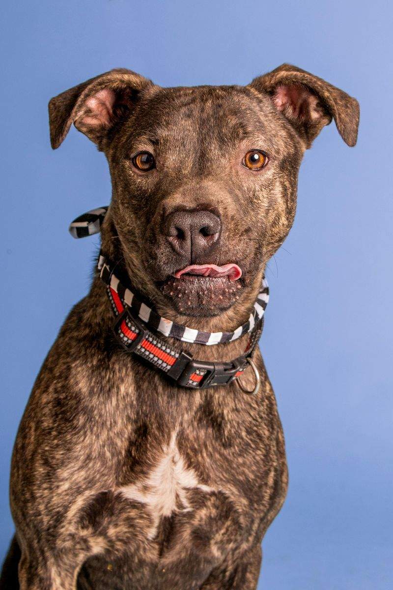 保護犬の魅力を伝え、譲渡相談を増やした取り組み