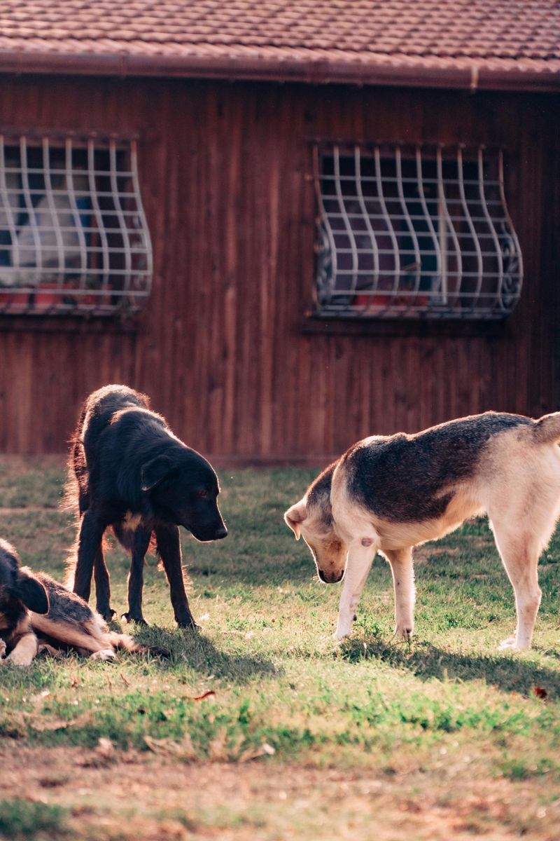 保護犬の一時預かり